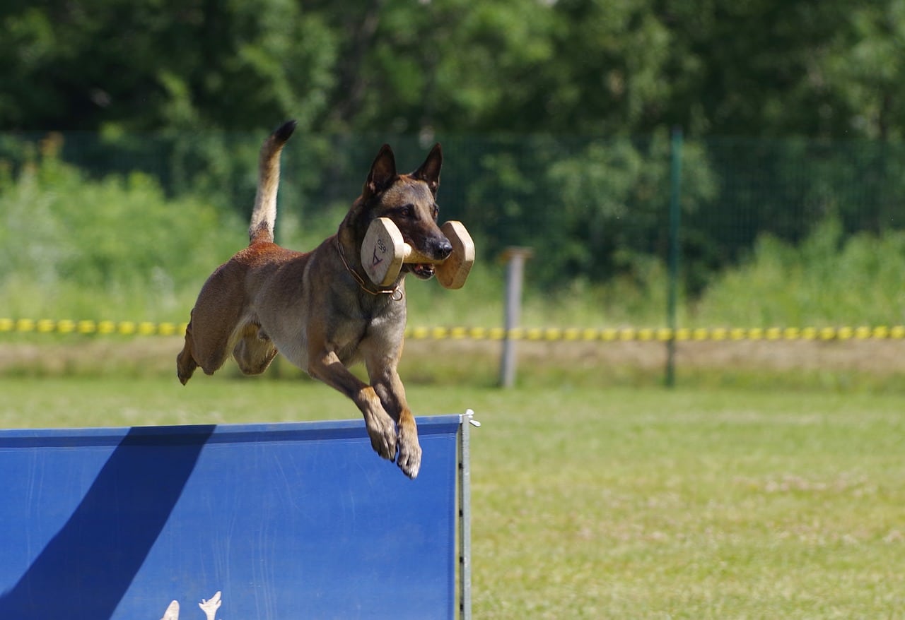 belgian shepherd malinois, jump, retrieving dumbbell