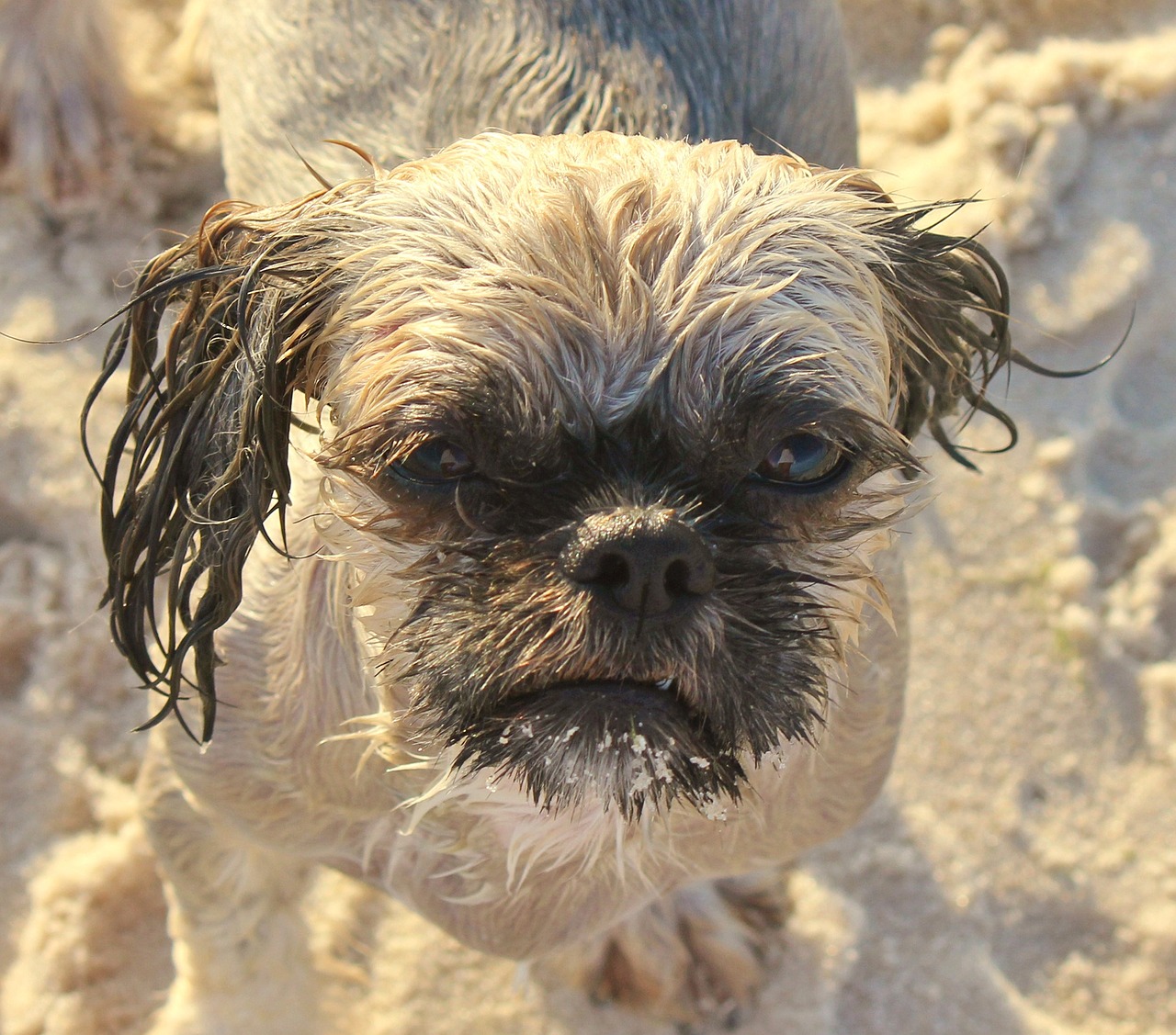 dog, shih tzu, animal