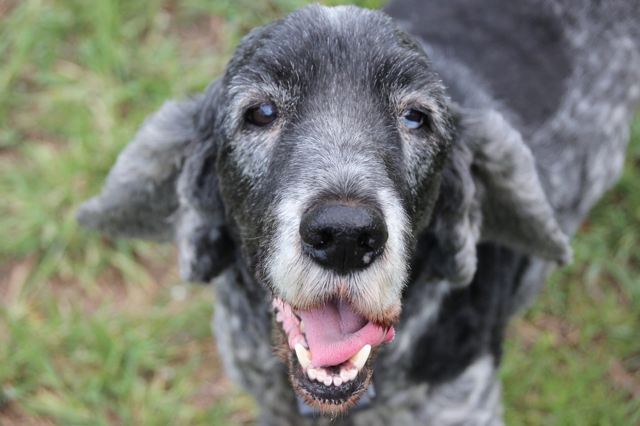 dog, old, cocker spaniel