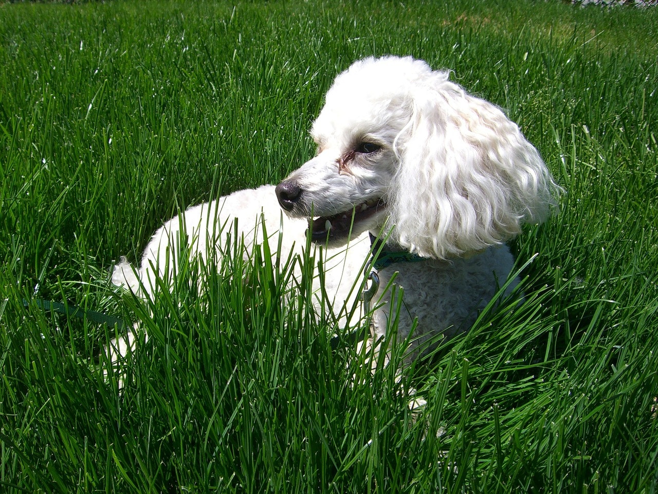 dog, poodle, canine