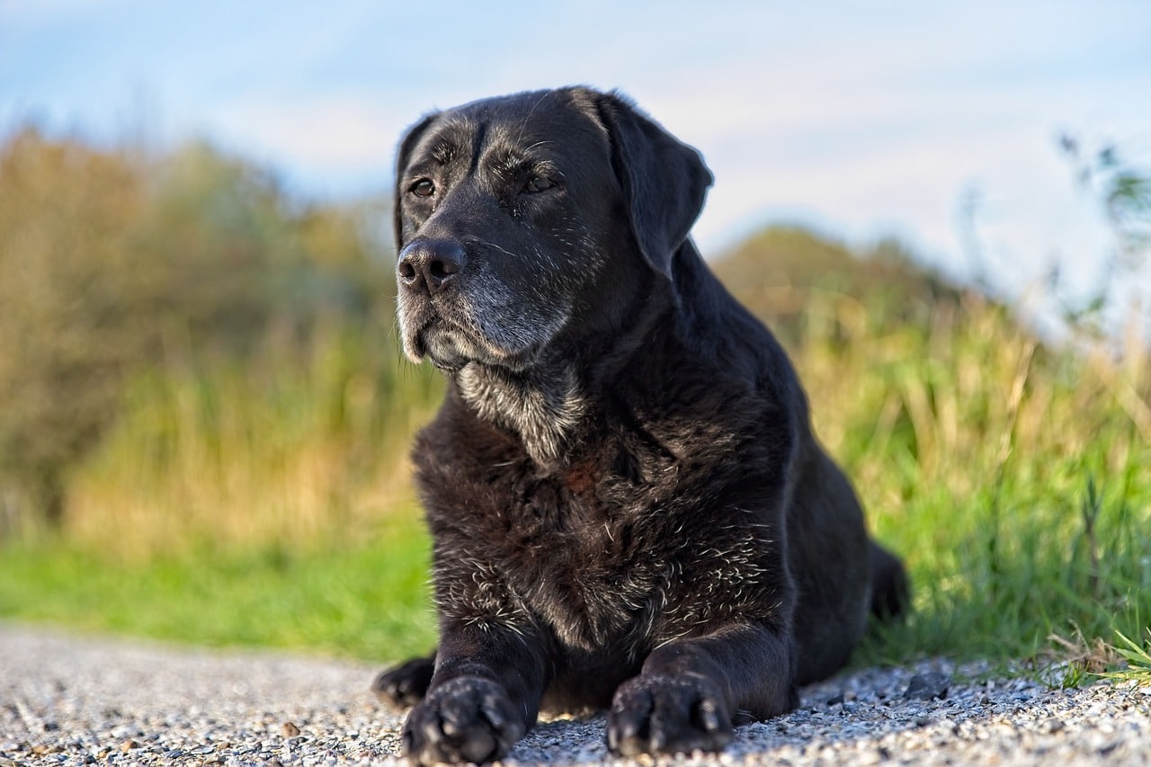 labrador, dog, black