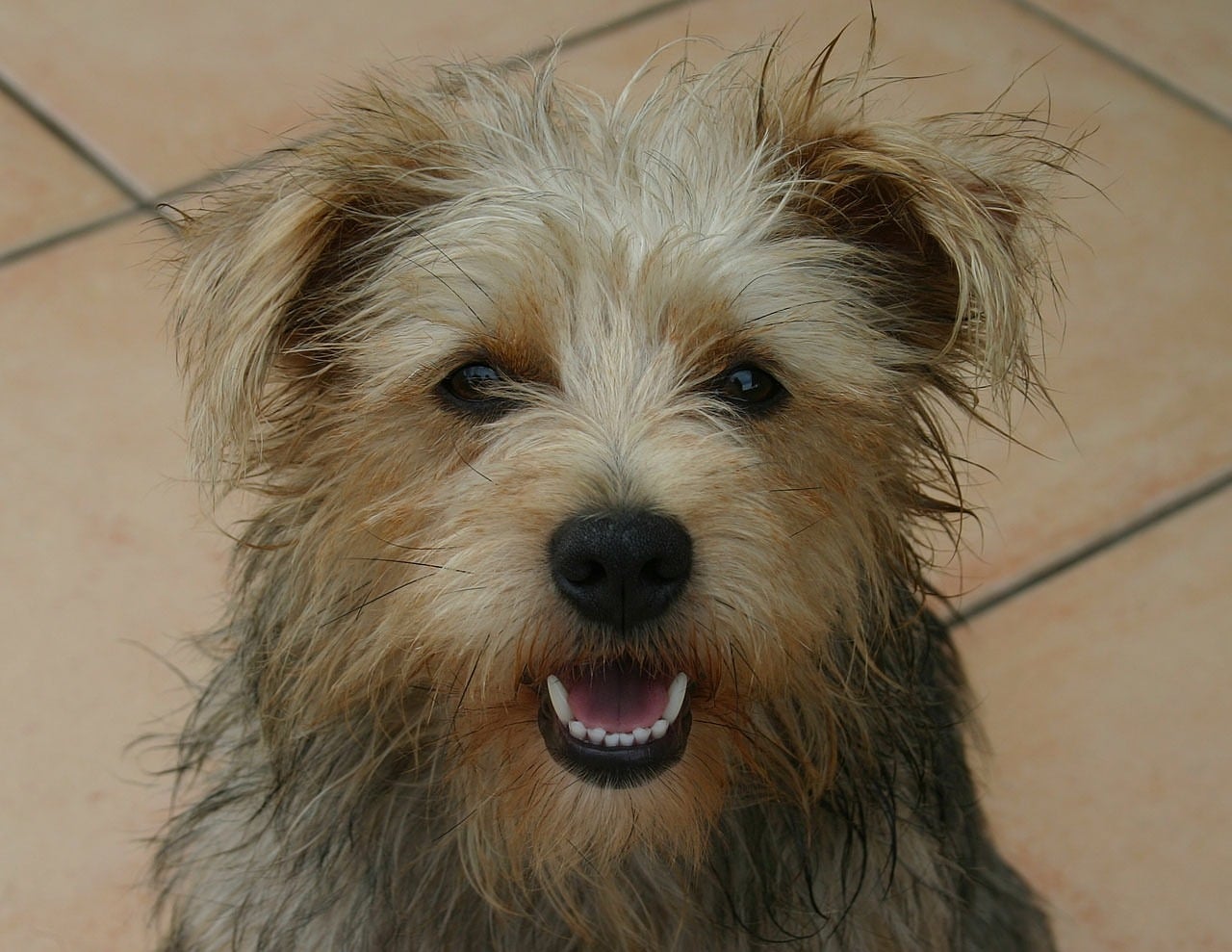 dog, terrier, mix