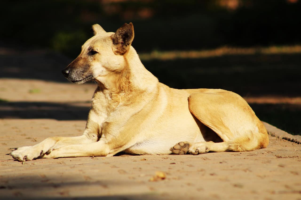 dog, indian dog, stray dog