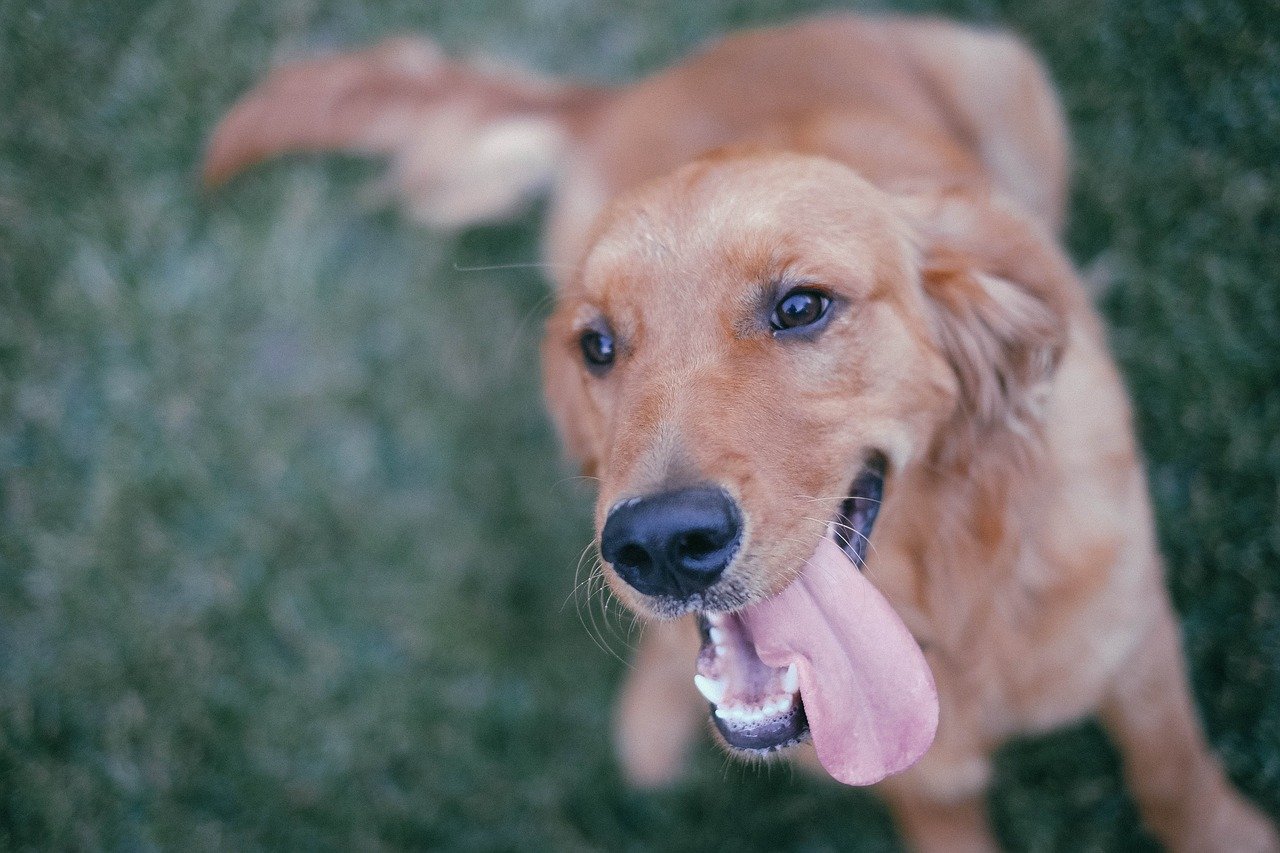 dog, pet, happy