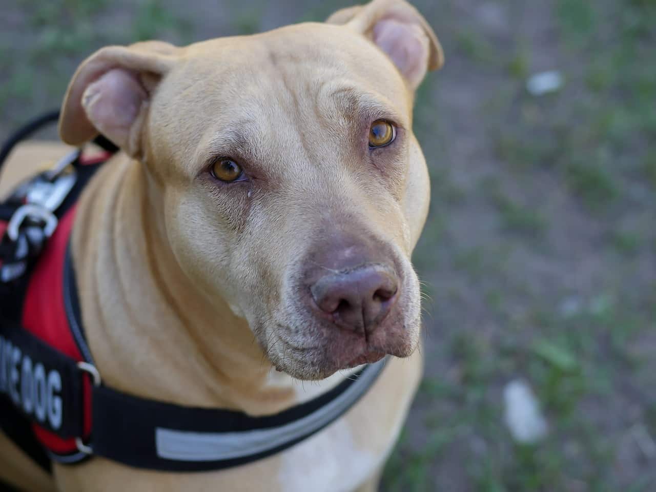 pit-bull, service dog, veterinarian