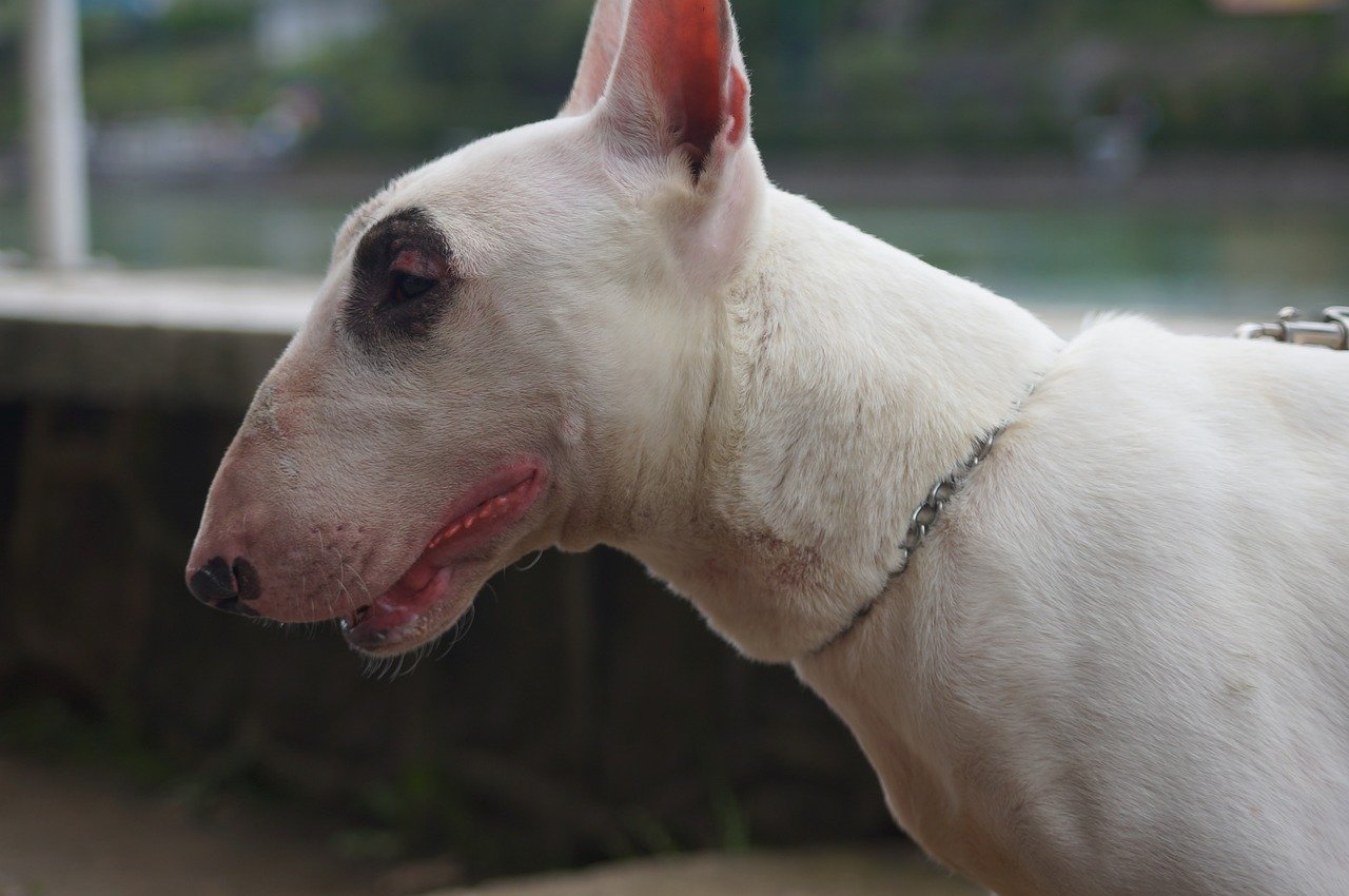 dog, pets, bull terrier