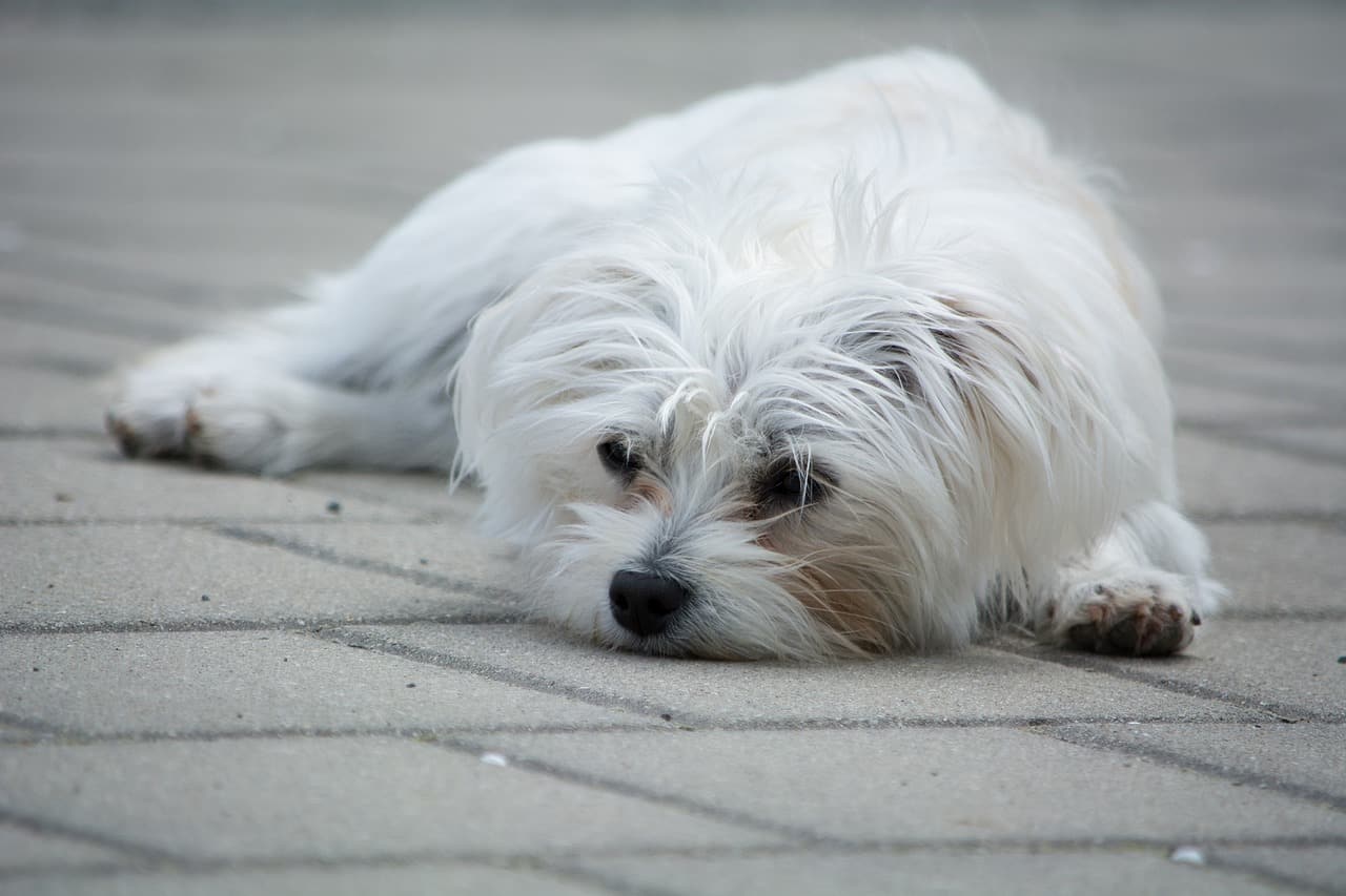 dog, small, white